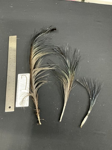Blue eared pheasant - pheasant, tail