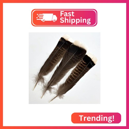 Turkey feathers natural big - feathers,natural,